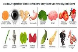 شباهت عجیب خوراکی‌ها به اندام‌های بدن | چگونه غذاها اندام‌های مربوطه را درمان می‌کنند؟ +ویدئو
