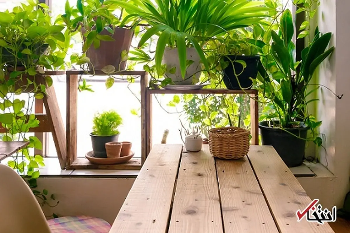 مزایای نگهداری از گیاهان در خانه برای مبارزه با استرس و اضطراب
