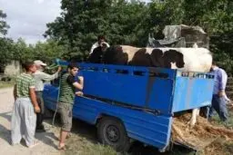 دعوای خونین دو گاو پشت نیسان آبی، وسط خیابان!+ویدئو 