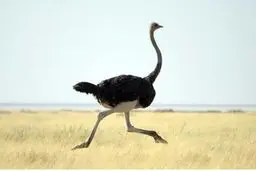 شترمرغ‌های مسخره +عکس