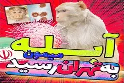 اولین تصویر از بیمار ایرانی مبتلا به آبله میمونی | حال بیمار چگونه است؟ + آخرین وضعیت بیمار