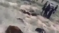 تصادف خونین در شهرستان چاراویماق  | 40 راس گوسفند در خون غلطیدند! | پیکان عامل تصادف بود + ویدیو