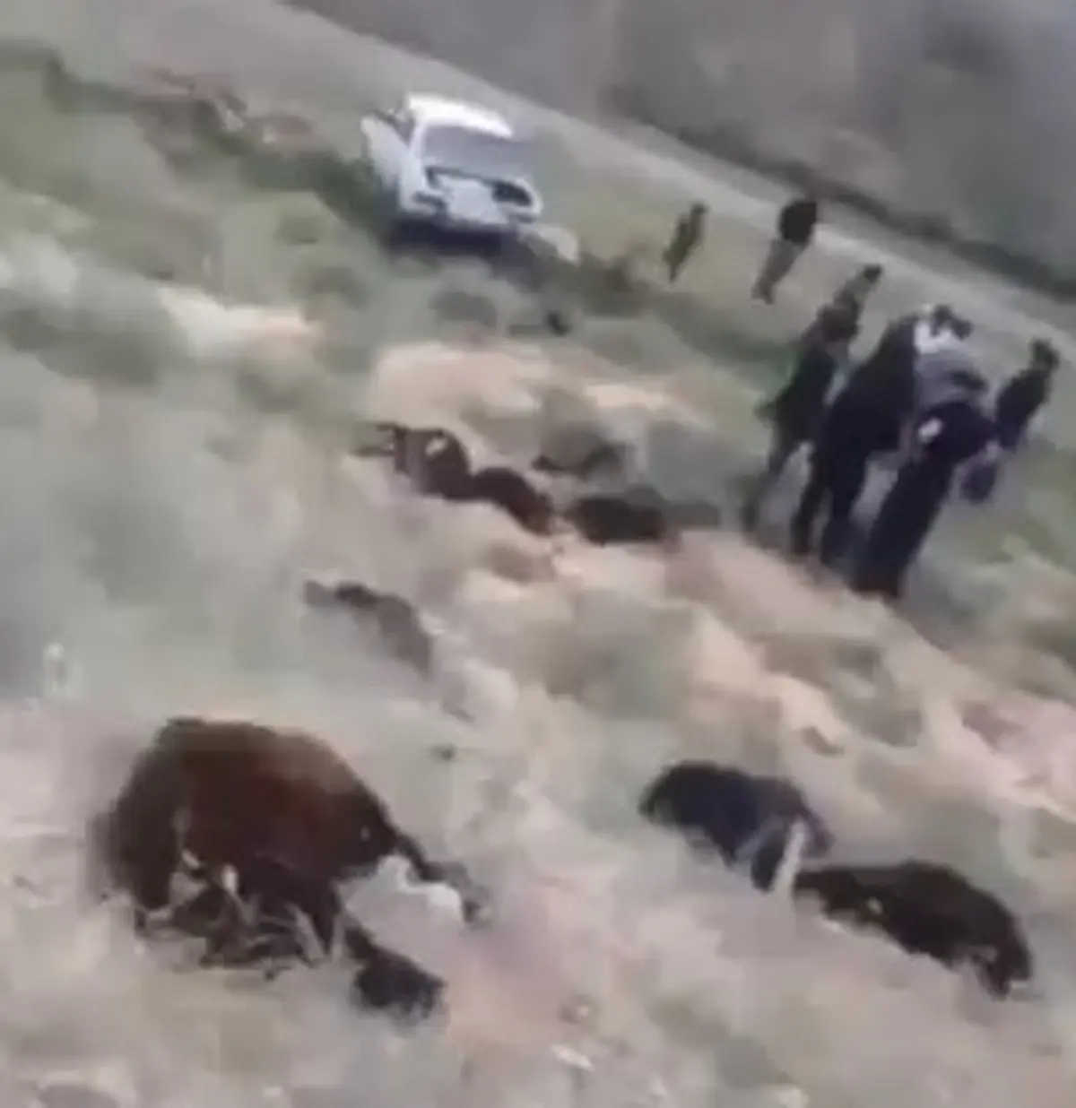 تصادف خونین در شهرستان چاراویماق  | 40 راس گوسفند در خون غلطیدند! | پیکان عامل تصادف بود + ویدیو