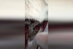 کیسه کانگورو را از نمای نزدیک دیده بودید+ویدئو 