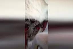 کیسه کانگورو را از نمای نزدیک دیده بودید+ویدئو 