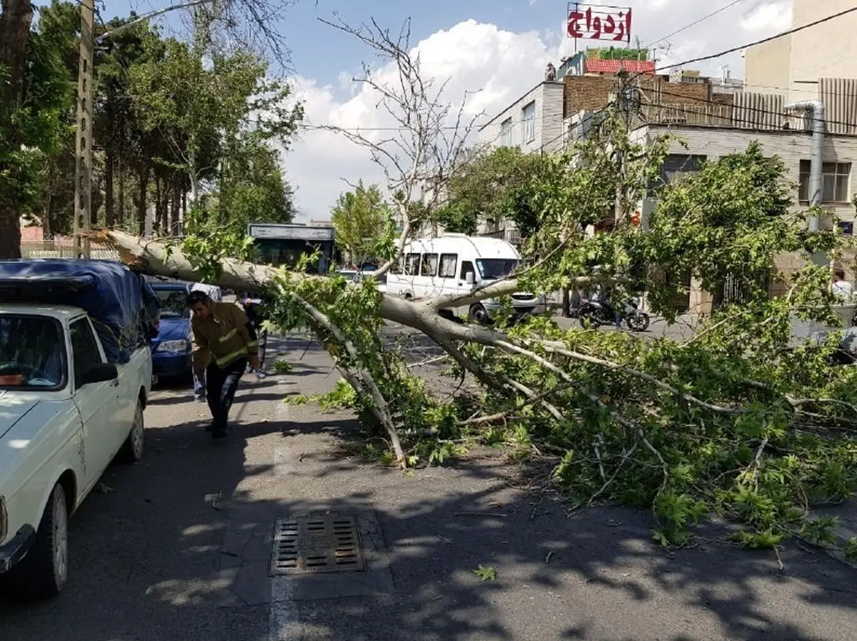 معضل جدید شهر تهران | هشدار سازمان مدیریت بحران در هنگام شکستن درختان و سقوط اجسام