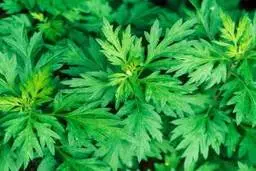 خواص افسنطین  و مزایای بی نظیر برای بدن