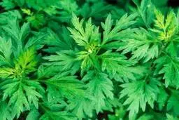 خواص افسنطین  و مزایای بی نظیر برای بدن