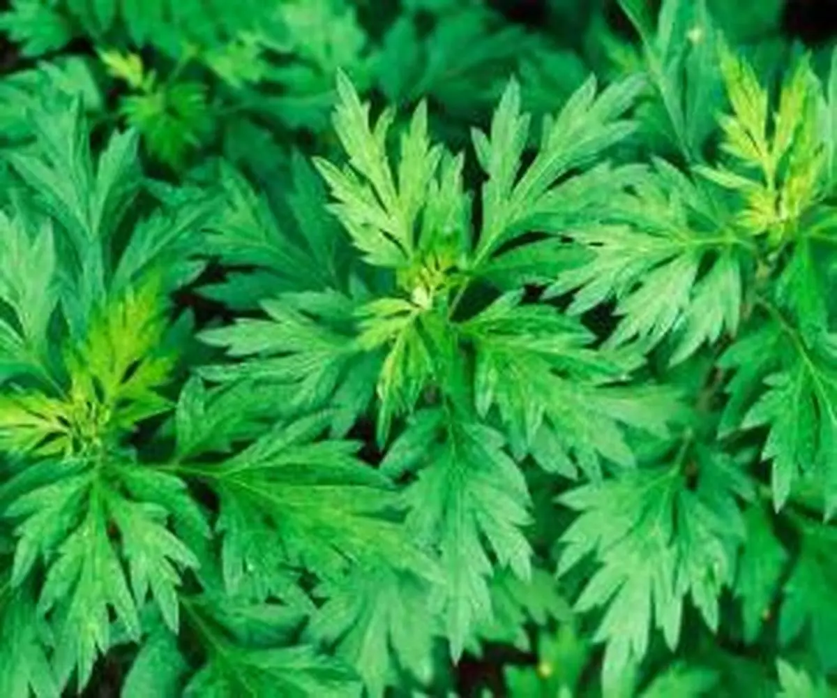 خواص افسنطین  و مزایای بی نظیر برای بدن