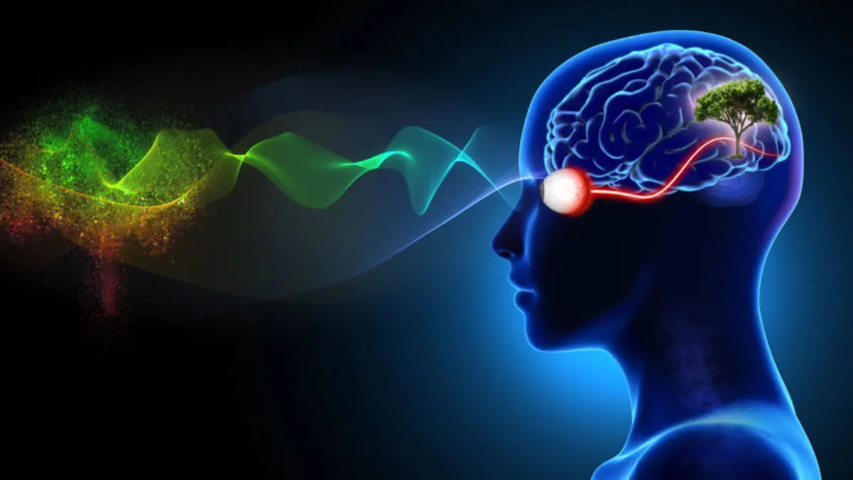 یافته جدید محققان: چشم سیگنال‌ غیرمنتظره به مغز ارسال می‌کند