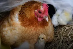 مرغ گرم در سراسر کشور امروز توزیع میشود + ویدئو