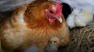 مرغ گرم در سراسر کشور امروز توزیع میشود + ویدئو
