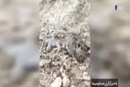 تلف شدن توله پلنگ ایرانی در پی حمله سگ‌های ولگرد!+ویدئو