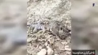 تلف شدن توله پلنگ ایرانی در پی حمله سگ‌های ولگرد!+ویدئو