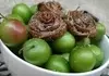 لواشک گوجه سبز خانگی | لواشک گوجه سبز با طعمی که فراموش نمی‌کنید +ویدئو