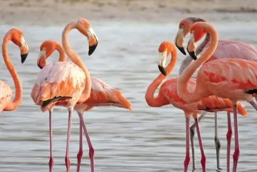 پرواز باشکوه فلامینگوها با پس‌زمینه دماوند | میانکاله دوباره چشم‌ها را خیره کرد +ویدئو