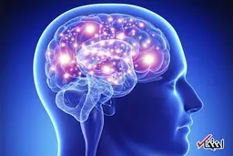 
 آیا دوزبانه بودن می‌تواند روی عملکرد مغز تاثیر بگذارد؟
