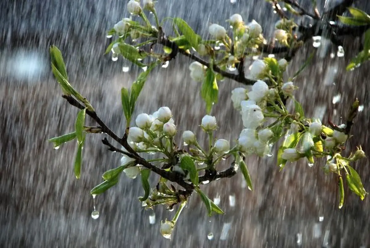 بارش های بهاری همراه با باد و رعدو برق ادامه دارد 