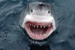 ویدئوی حیرت‌انگیز از اعماق خلیج فارس | حضور کوسه‌ها در جنگل مرجان‌های جزیره کیش