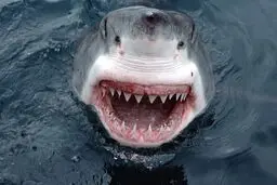 ویدئوی حیرت‌انگیز از اعماق خلیج فارس | حضور کوسه‌ها در جنگل مرجان‌های جزیره کیش