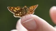 تشخیص سرطان با کمک پروانه ! | پروانه‌ها به تشخیص دقیق سرطان کمک کنند