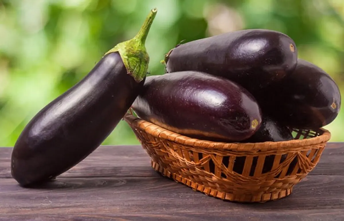 
روشی ساده برای تشخیص بادمجان تلخ و شیرین
