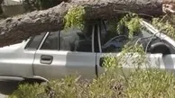 سقوط مرگبار درخت روی پراید