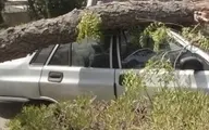 سقوط مرگبار درخت روی پراید