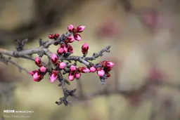 چشم‌اندازی از شکوفه‌های ارژن 