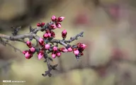 چشم‌اندازی از شکوفه‌های ارژن 