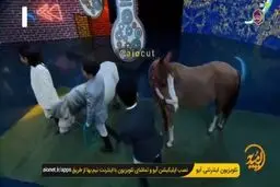 جذب مخاطب به سبک صدا و سیما | حضور اسب در برنامه‌ی تلویزیونی!+ویدئو 