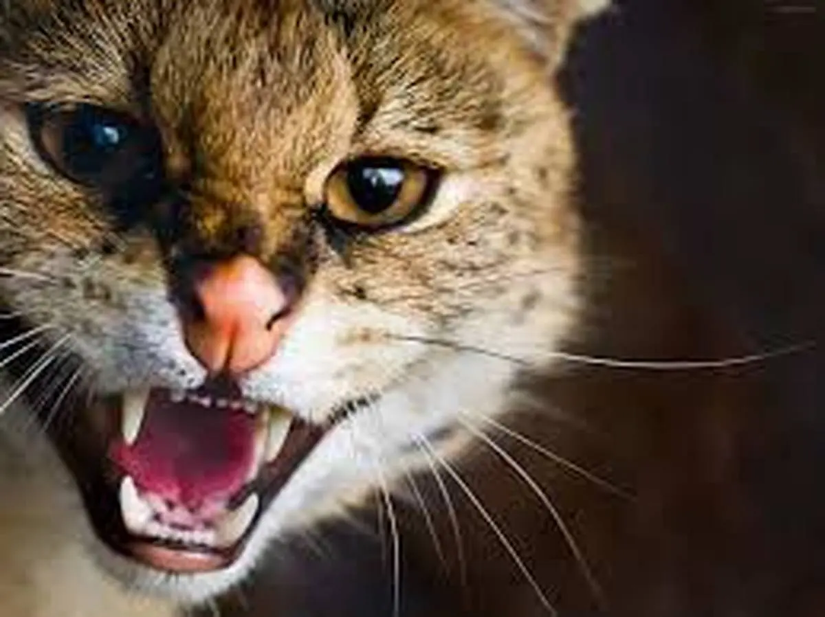شکار عجیب موش توسط گربه | حمله وحشیانه گربه + ویدئو