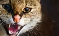 شکار عجیب موش توسط گربه | حمله وحشیانه گربه + ویدئو