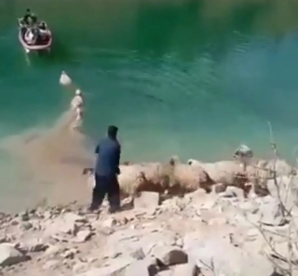 لحظه‌ی عبور گله‌های گوسفند عشایر ایل بختیاری از رودخانه+ویدئو 