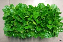 سالادهای که از کوتاهی قد فضانوردان پیشگیری می کنند 