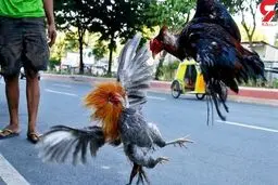 خروس جنگی پلیس فیلیپین را به قتل رساند
