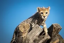 چرا یوز‌های ایرانی محکوم به فنا هستند؟! | سرنوشت ببر مازندران در انتظار یوز ایرانی | آیا گونه‌ها محکوم به فنا هستند؟