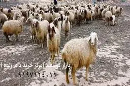 
در بورس کالا دام زنده  عرضه می‌شود
