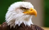 حتی ذره‌ای سرب به‌اندازه‌ی یک دانه برنج، عقاب‌ها را می‌کُشد! | لحظه رهاسازی یک عقاب شاهی بعد از نجات +ویدئو