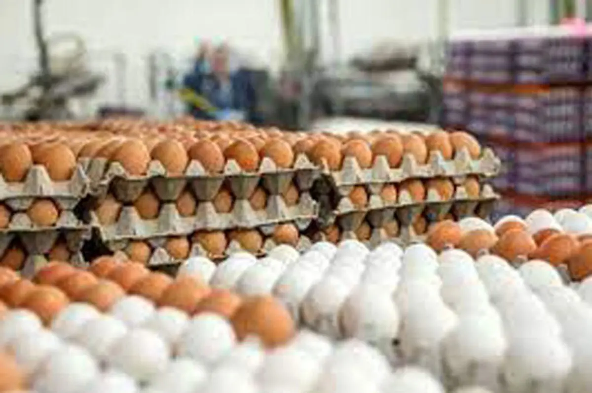 قیمت هر کیلو تخم مرغ چند ؟