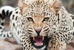 حمله پلنگ به زن ۳۸ ساله