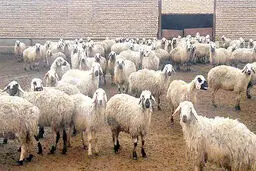 صادرات دام در دام سیاستی | اثر «صفر» دیوار تجاری بر کاهش قیمت بررسی شد