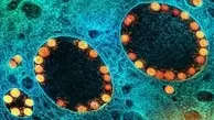 کشف بیش ۵ از هزار ویروس جدید در اقیانوس‌ها 