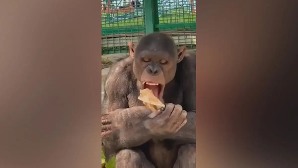 علاقه عجیب این شامپانزه به خوردن نان! + ویدئو