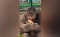 علاقه عجیب این شامپانزه به خوردن نان! + ویدئو