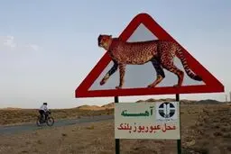 با احتیاط برانید! |  احتمال تصادف با یوزپلنگ هارا به حداقل برسانید! +ویدئو