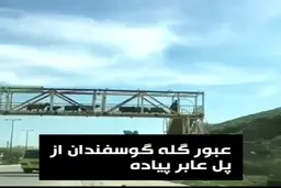 عبور گله گوسفندان از پل عابر پیاده + ویدئو