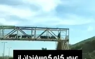 عبور گله گوسفندان از پل عابر پیاده + ویدئو