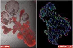  برای مطالعه ویروس کروناریه‌های کوچک مصنوعی ساخته شدند