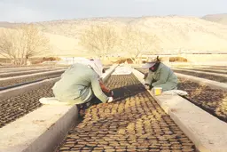 زنان کارگر در نهالستان جوانه می‌زنند